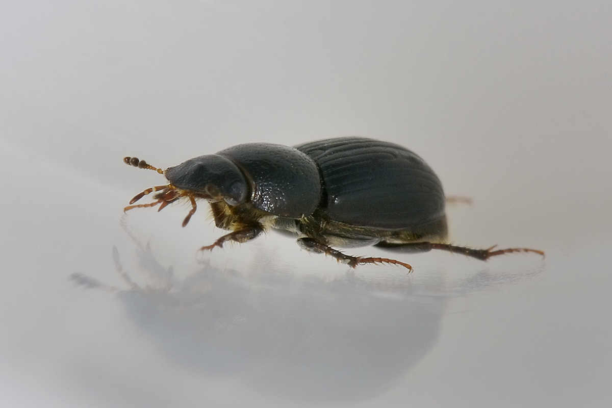 Aphodiidae da id: forma di Nialus varians.